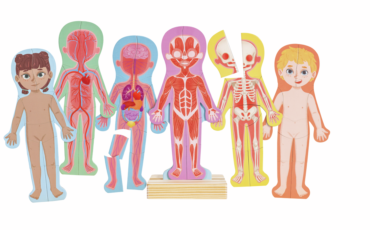 Puzzle magnétique corps humain-HAPE